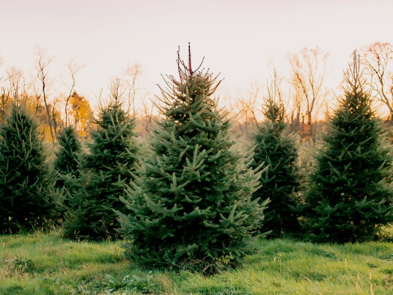 How Long Does It Take A Christmas Tree To Grow 