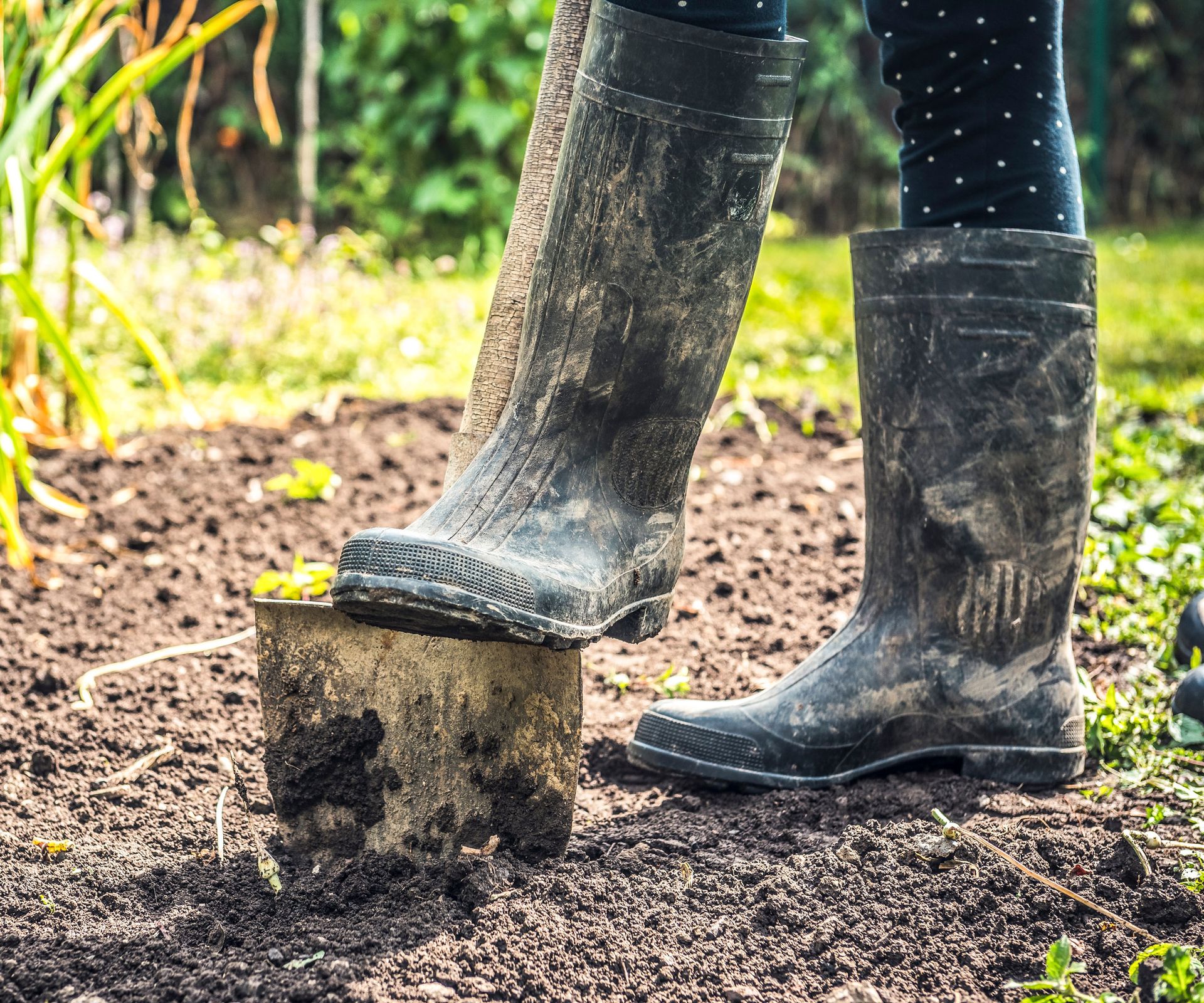 spade digging slit in earth with muddy wellington boots