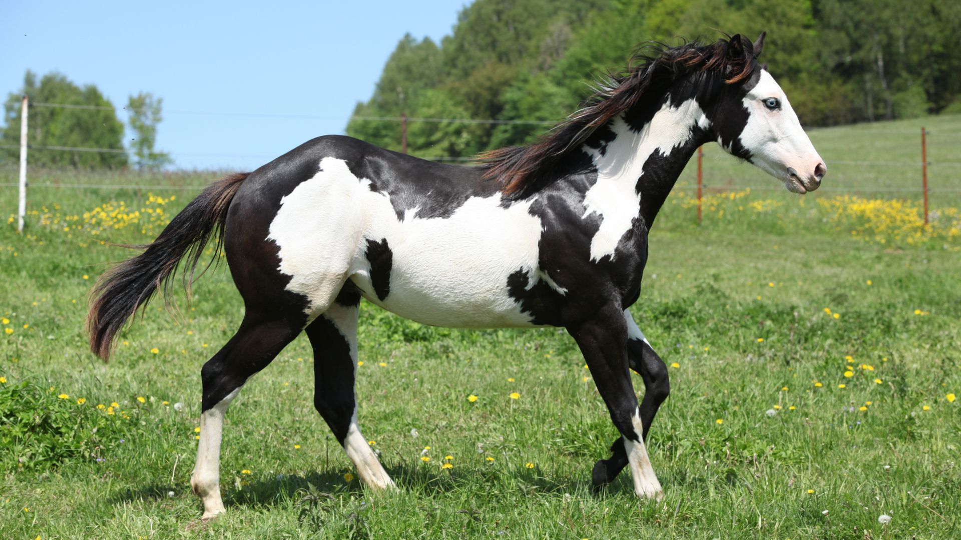 black and white overo pinto