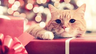 Cat laying on the one of the best christmas gifts for cats