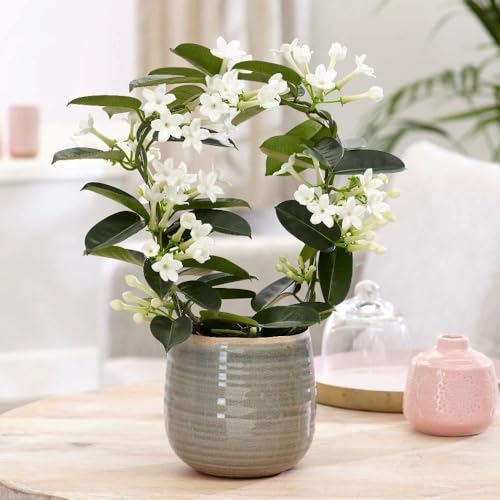 20cm Stephanotis Floribunda Madagascar Jasmine Plant Houseplant 12cm Pot