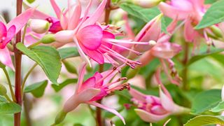 Fuchsia pink flowers one of the best cottage garden plants and flowers