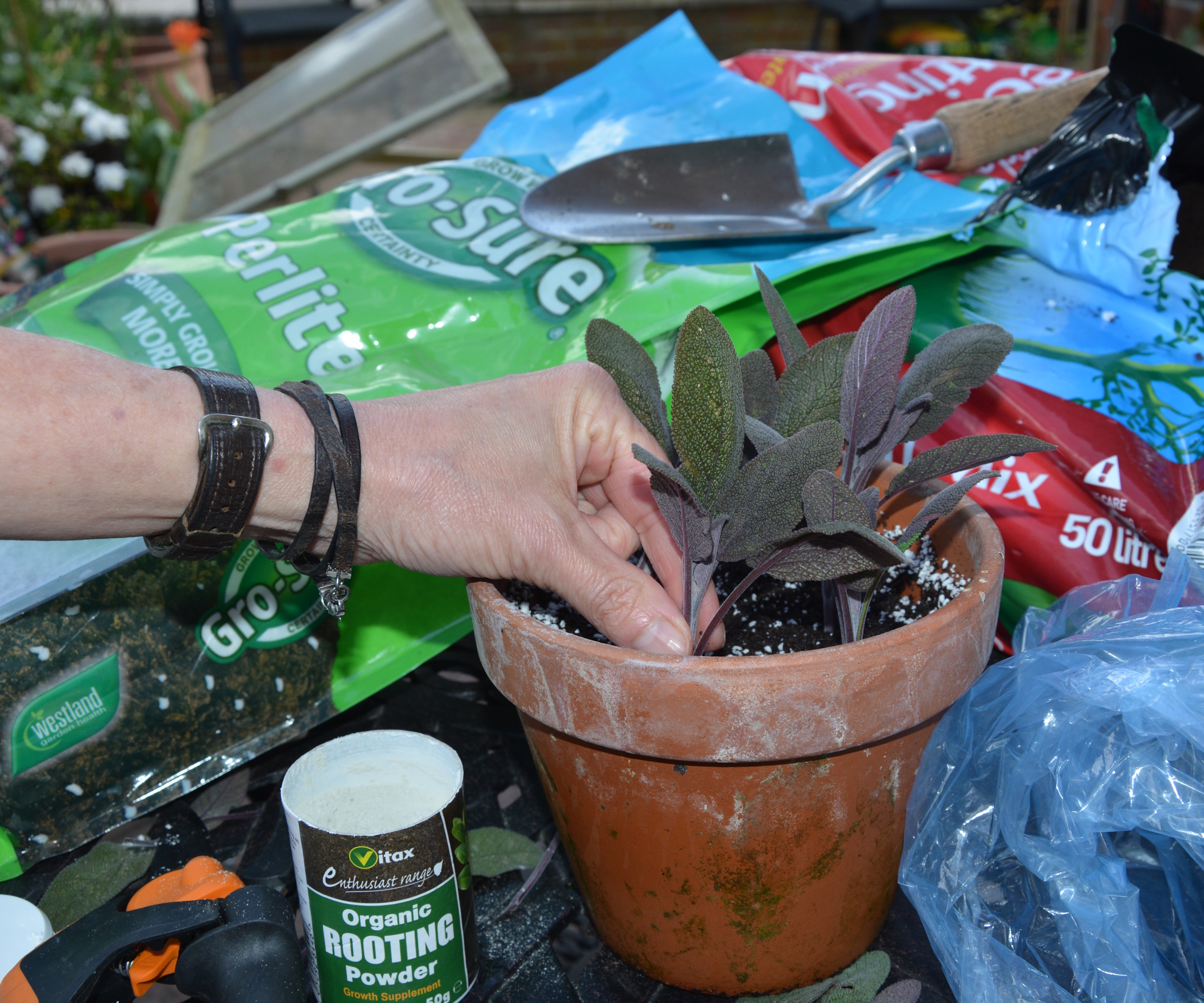 A gardener is potting up salvia cuttings into a terracotta pot surrounded by compost and other gardening materials