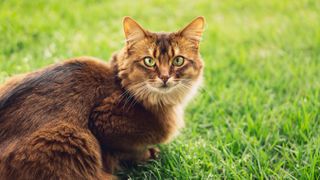 Somali cat