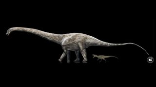 The meat-eating dinosaur Allosaurus was a pipsqueak compared with Supersaurus.