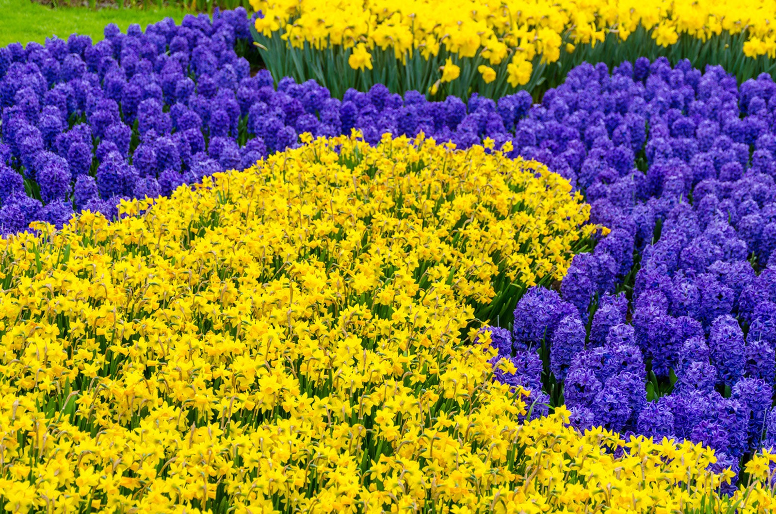 Landscaping With Bulbs Interesting Ideas For Flower Bulb Patterns 