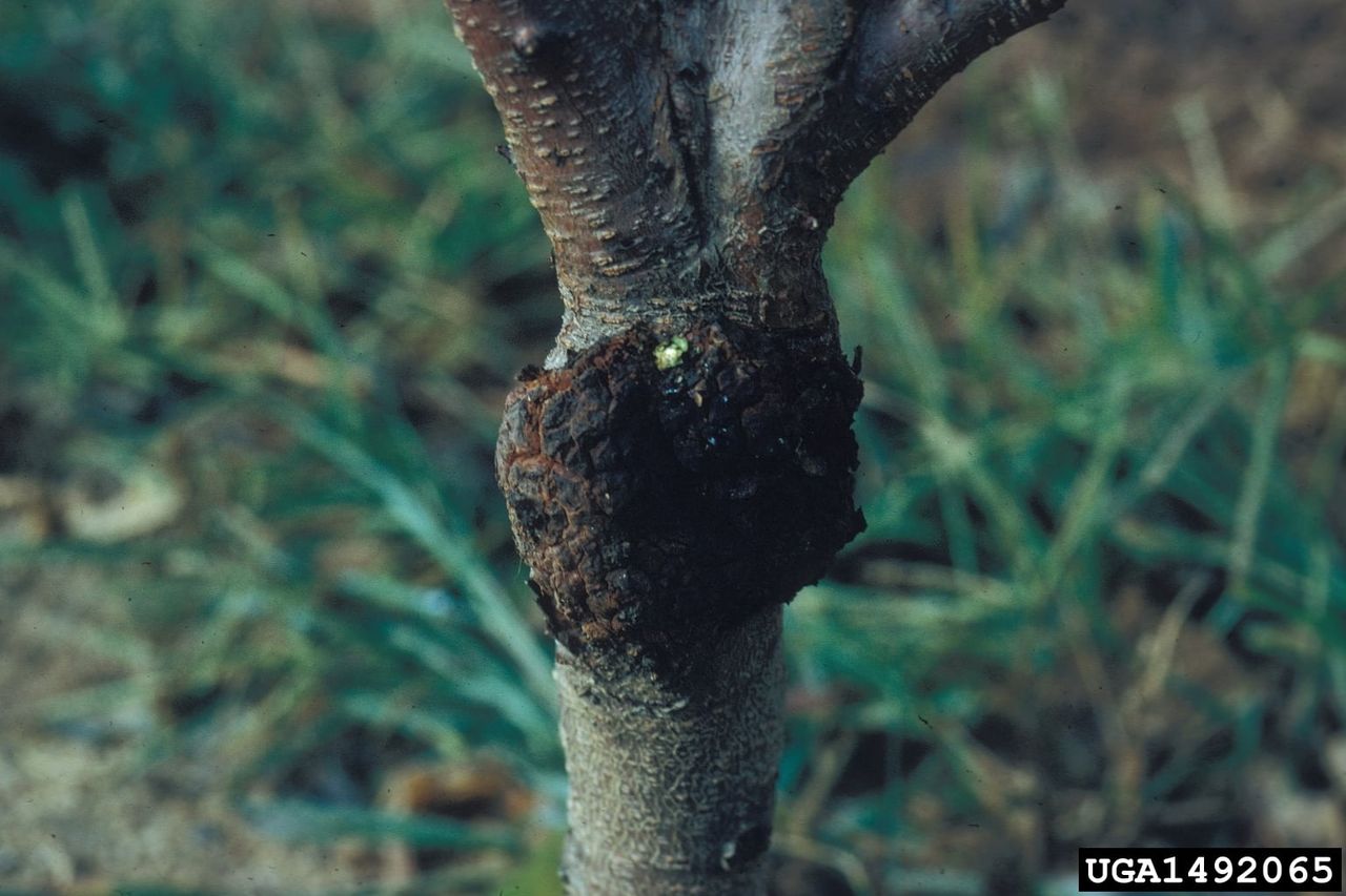 Crown Gall On Peach Tree