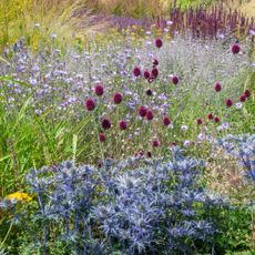 Mixed planting in a sunny border in an English garden. Includes Catananche, Eryngium and ornamental grasses.