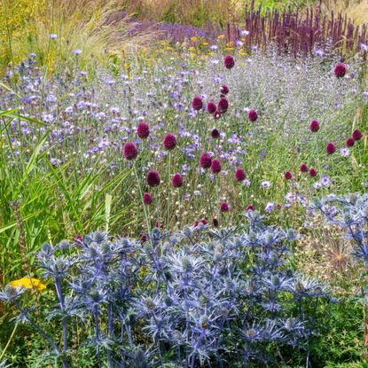 Mixed planting in a sunny border in an English garden. Includes Catananche, Eryngium and ornamental grasses.
