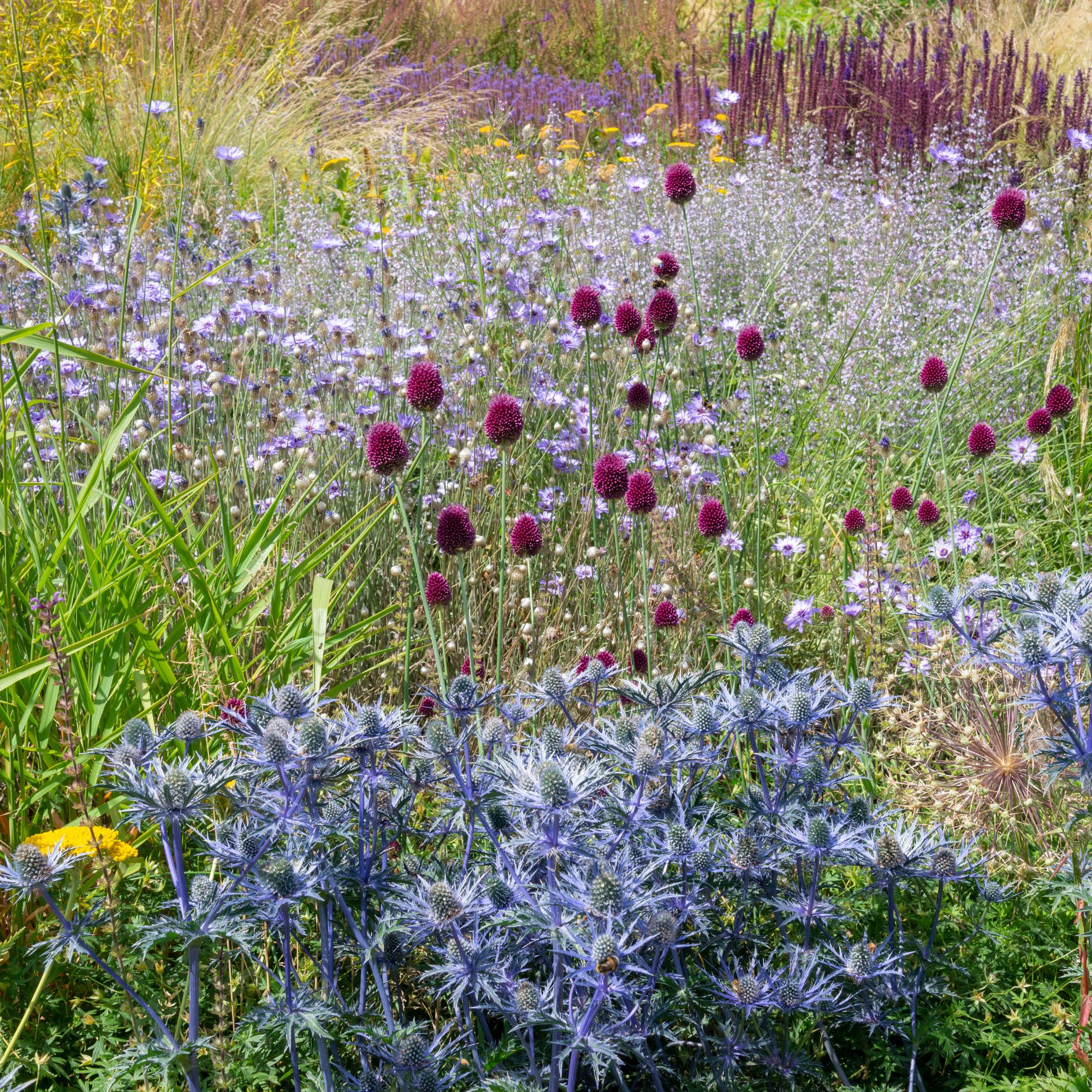 Mixed planting in a sunny border in an English garden. Includes Catananche, Eryngium and ornamental grasses.