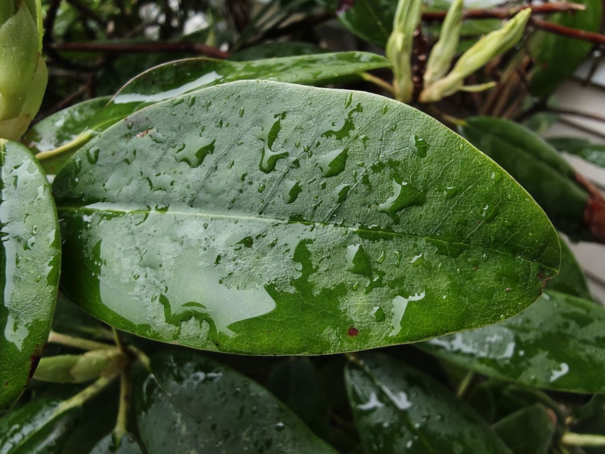 Motorola Razr Fold camera sample.