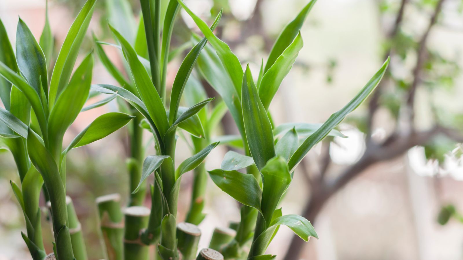 How To Propagate Lucky Bamboo Grow New Plants For Your Home Homes