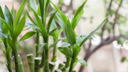 Lucky bamboo