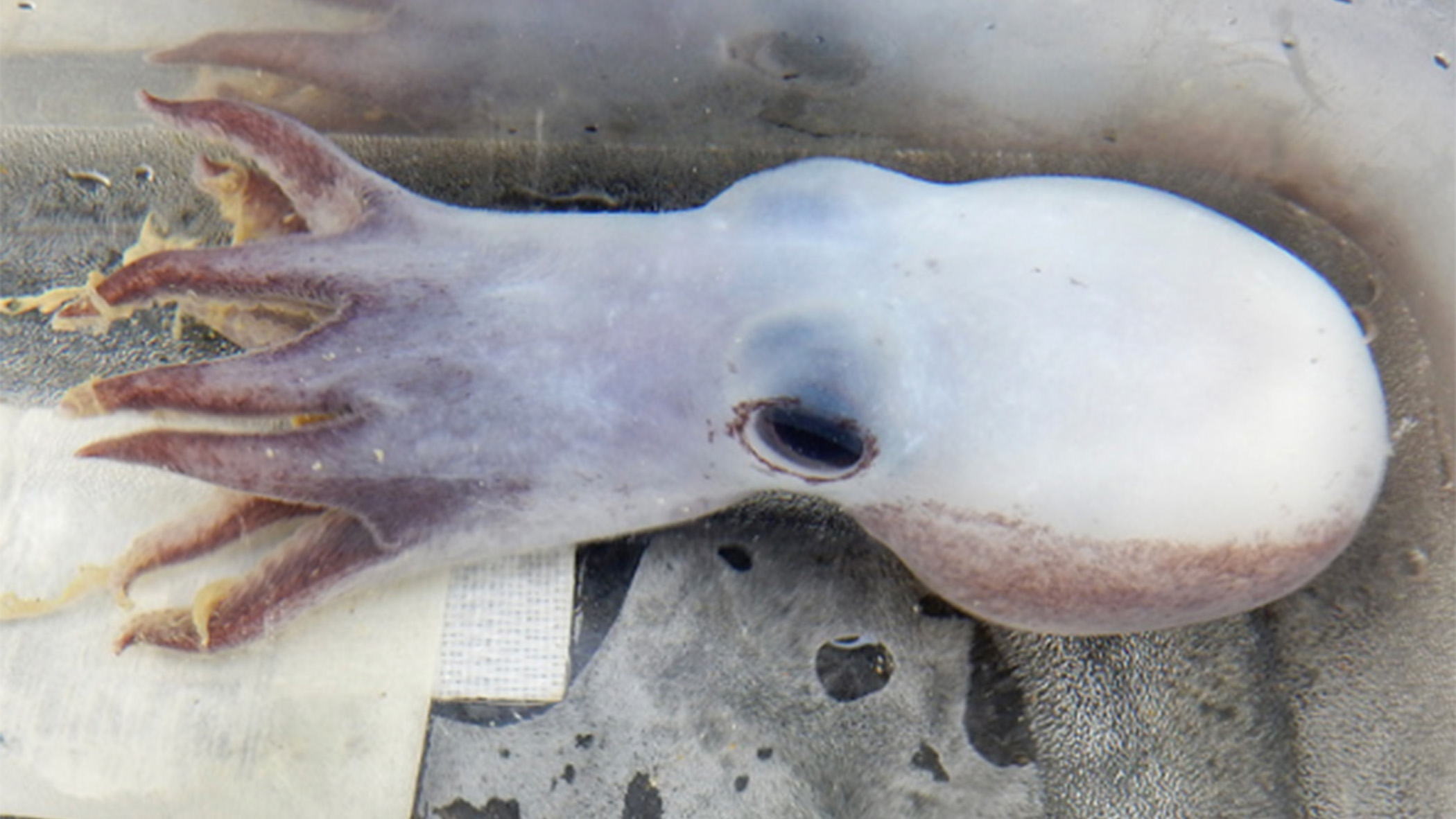 Octopus.
