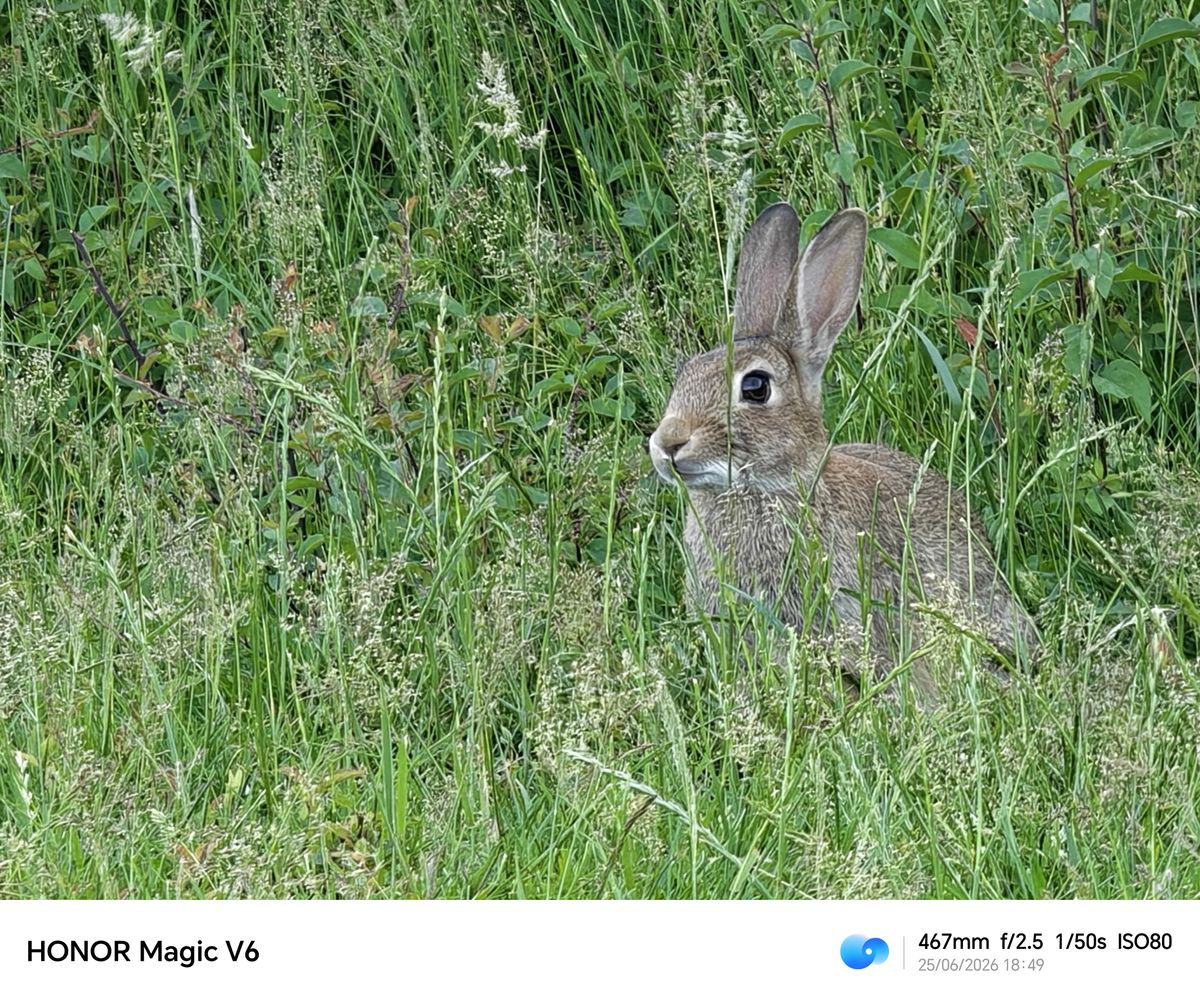 Oppo Magic V6 sample images