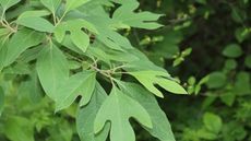 Green leaves of the native sassafras tree, in a sunny garden