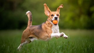 beagle leaping through a meadow with a ball in his mouth