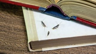 Three silverfish on a book eating paper