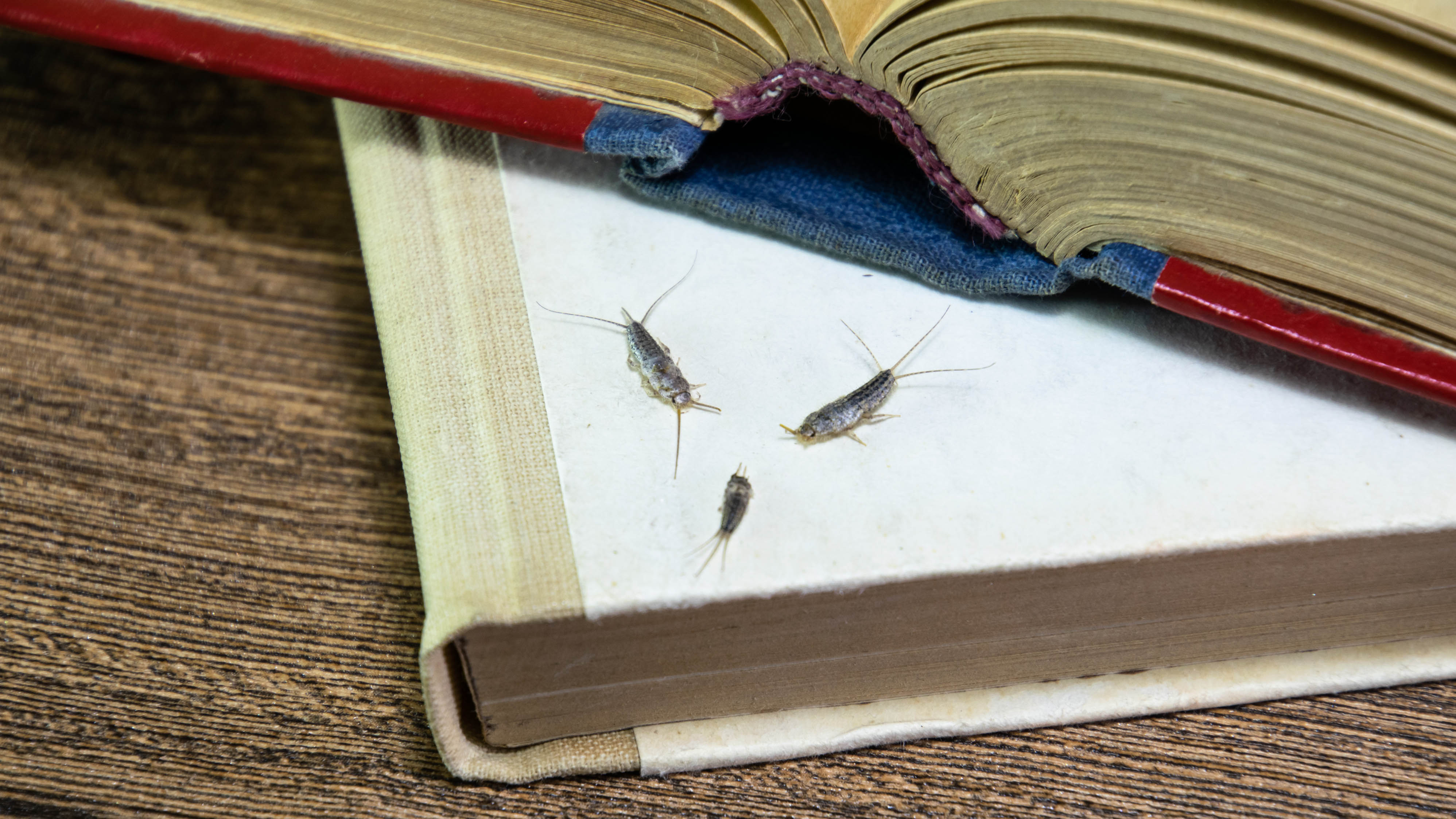 Три серебряные рыбки на книге едят бумагу