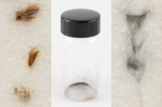 Pulled from auction: Cockroach carcasses and the Apollo 11 moon dust extracted from their stomachs, the result of a 1969 NASA biological test in search of dangerous "moon bugs."