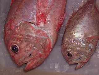 orange roughy deep sea fish