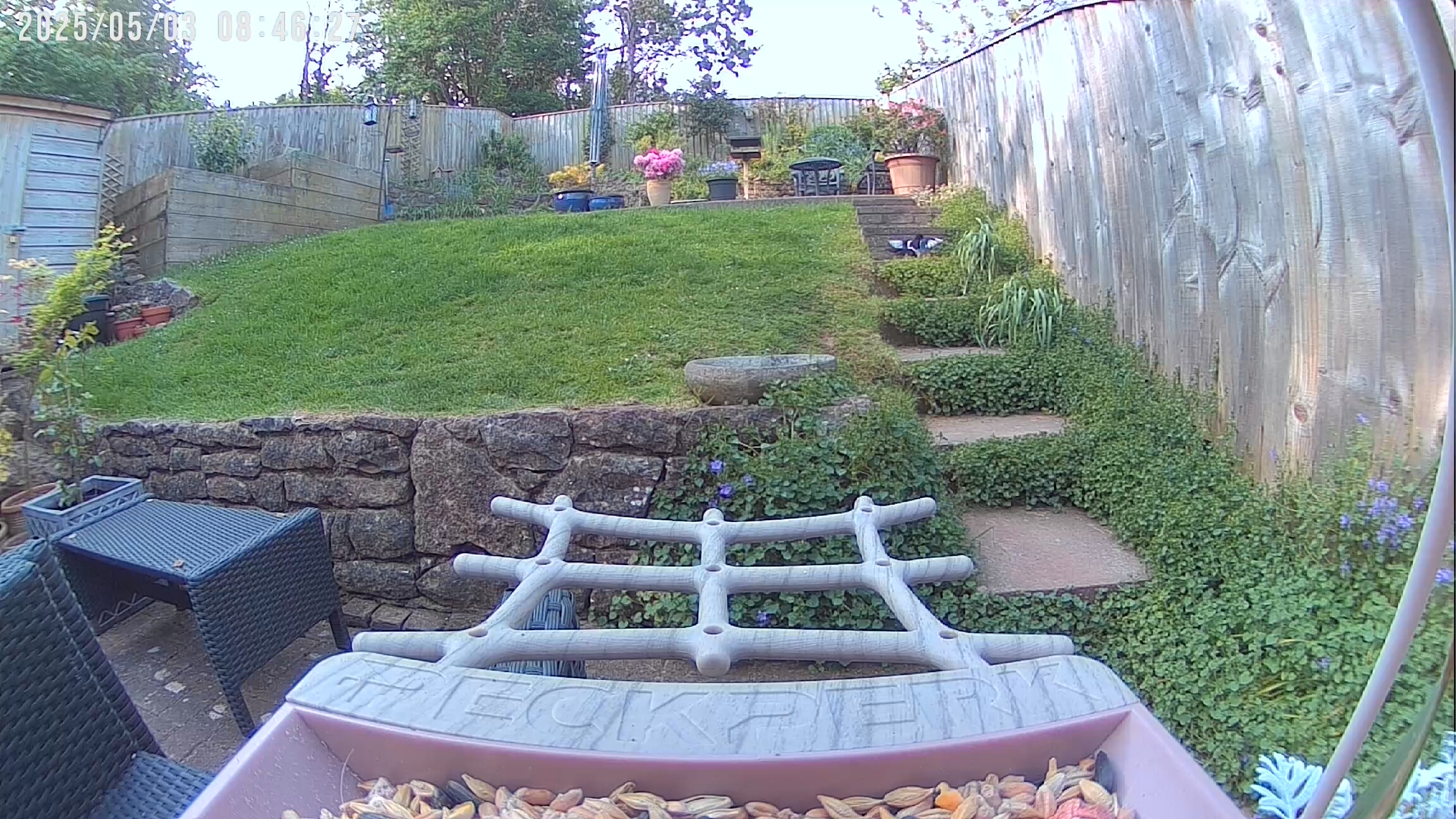 PeckPerk bird camera review