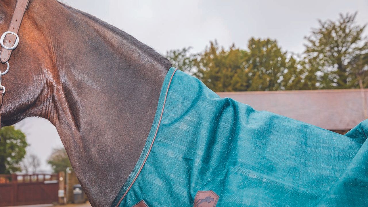 Felix B&uuml;hler Timeless Elegance high-neck turnout rug review