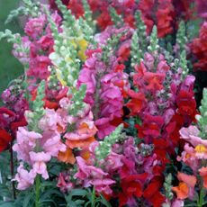 Snapdragons in garden