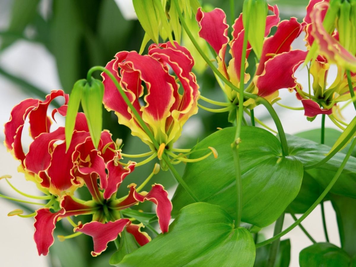 Planting Gloriosa Lily Seeds Tips For Growing Gloriosa Lilies From