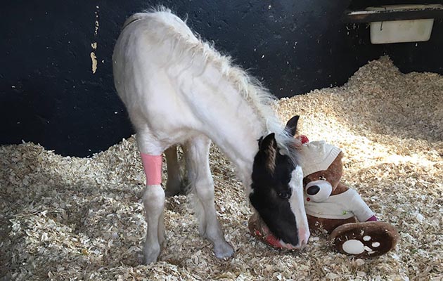 Luis-foal-with-teddy-bear.jpeg