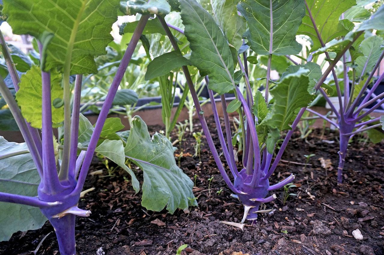 kohlrabi spacing