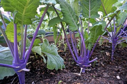 kohlrabi spacing