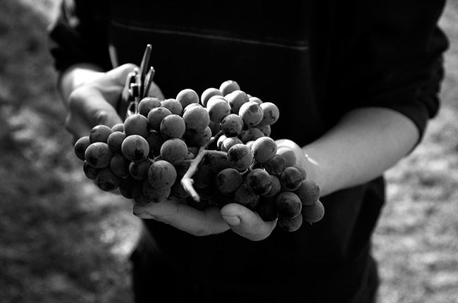 Nebbiolo