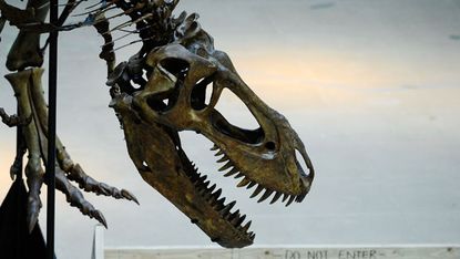 A tyrannosaurs rex skeleton