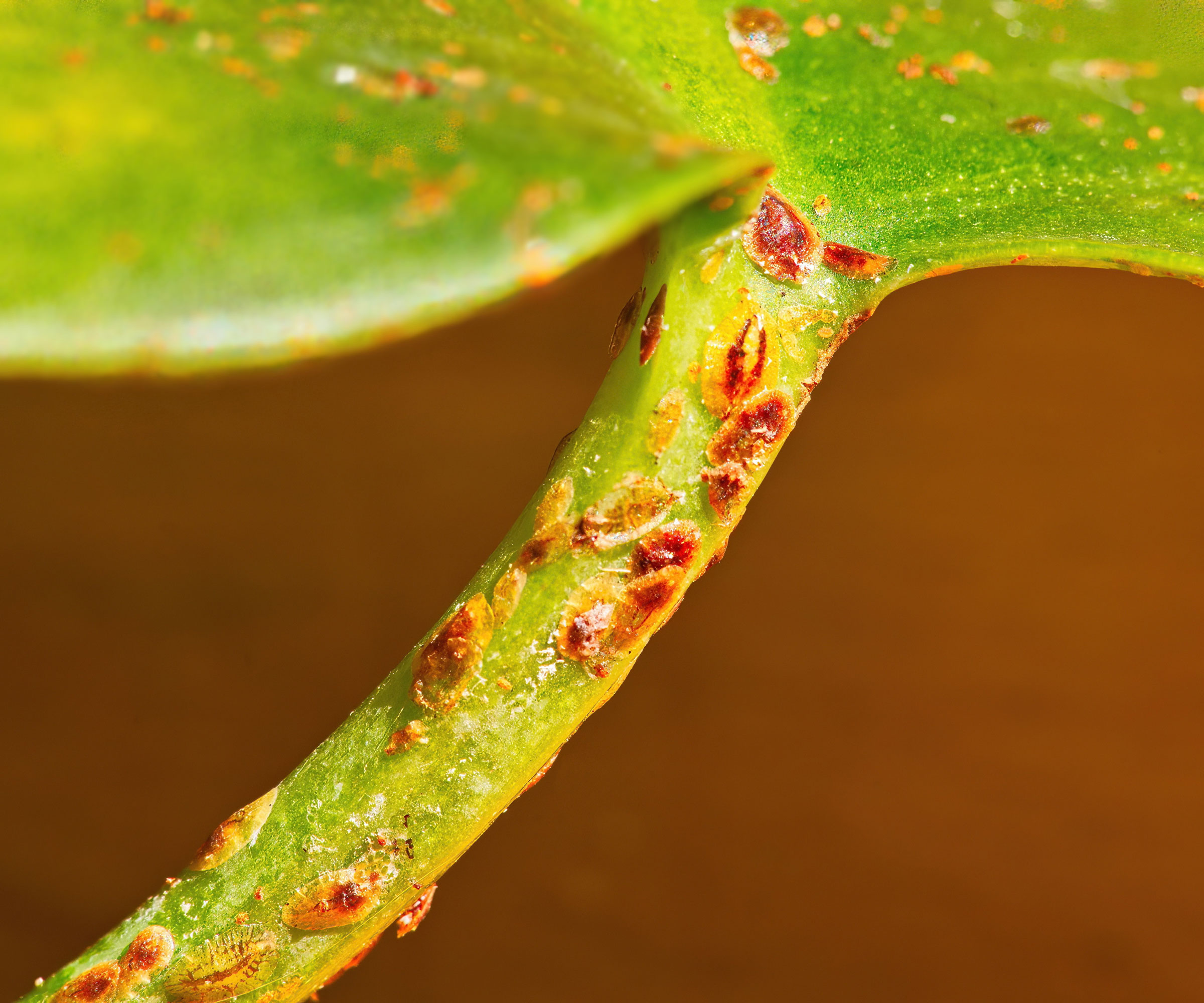 scale on stem of houseplant leaf