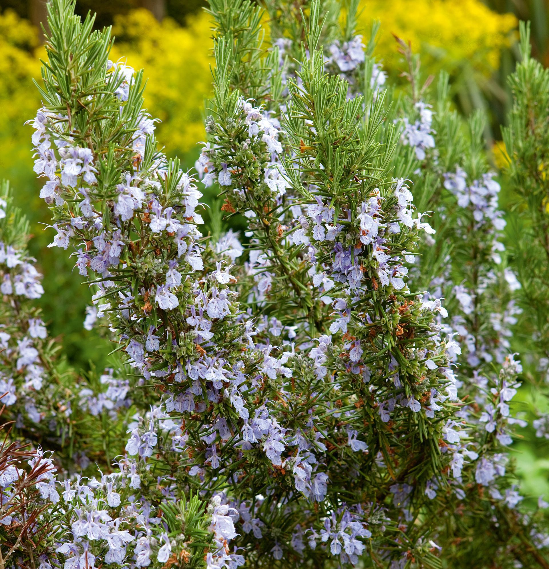 How to grow rosemary