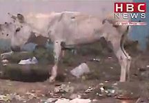 crushed-donkey.jpg