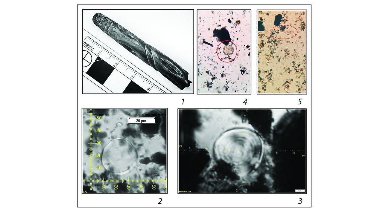 Evidence from residue analysis of the silver tube tip-strainer from the Maikop kurgan: 1) fragment of the silver tip-strainer; 2&ndash;3) barley starch granules; 4) pollen grain from a lime tree; 5) cereal particle.