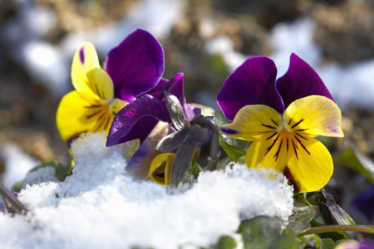 Pansy Flowers Covered With Snow