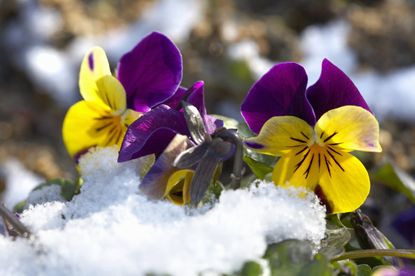 Pansy Flowers Covered With Snow