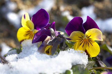 Pansy Flowers Covered With Snow