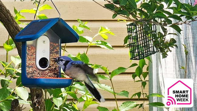 I’m obsessed with bird-watching and the Bird Buddy smart bird feeder is ...