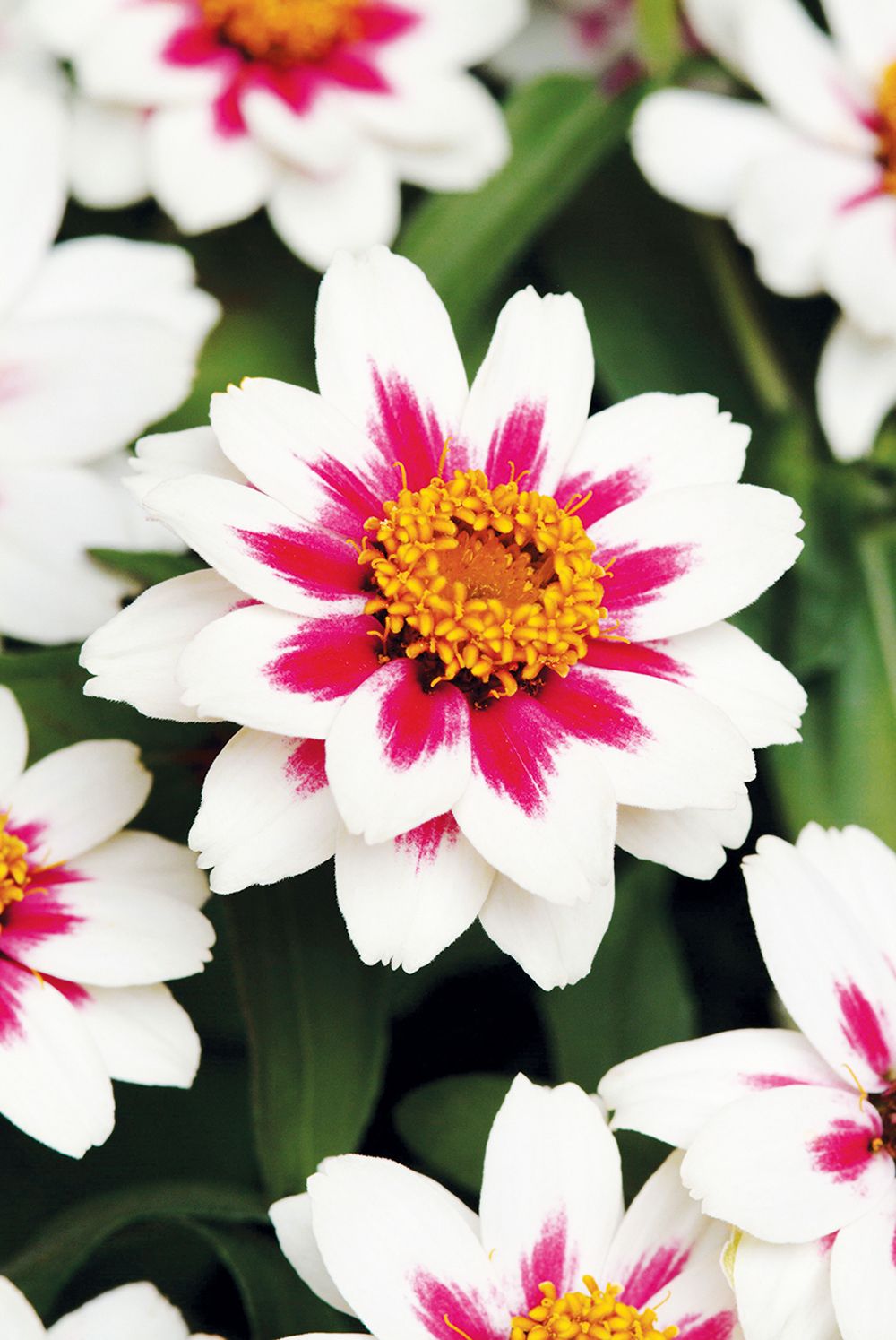 How to grow zinnias tips on planting, growing and caring for these