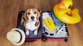 Reasons to take your pet on vacation: Dog sitting in a suitcase surrounding by a blow up duck and hat