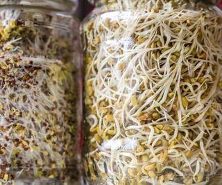 Beansprouts growing in a jar