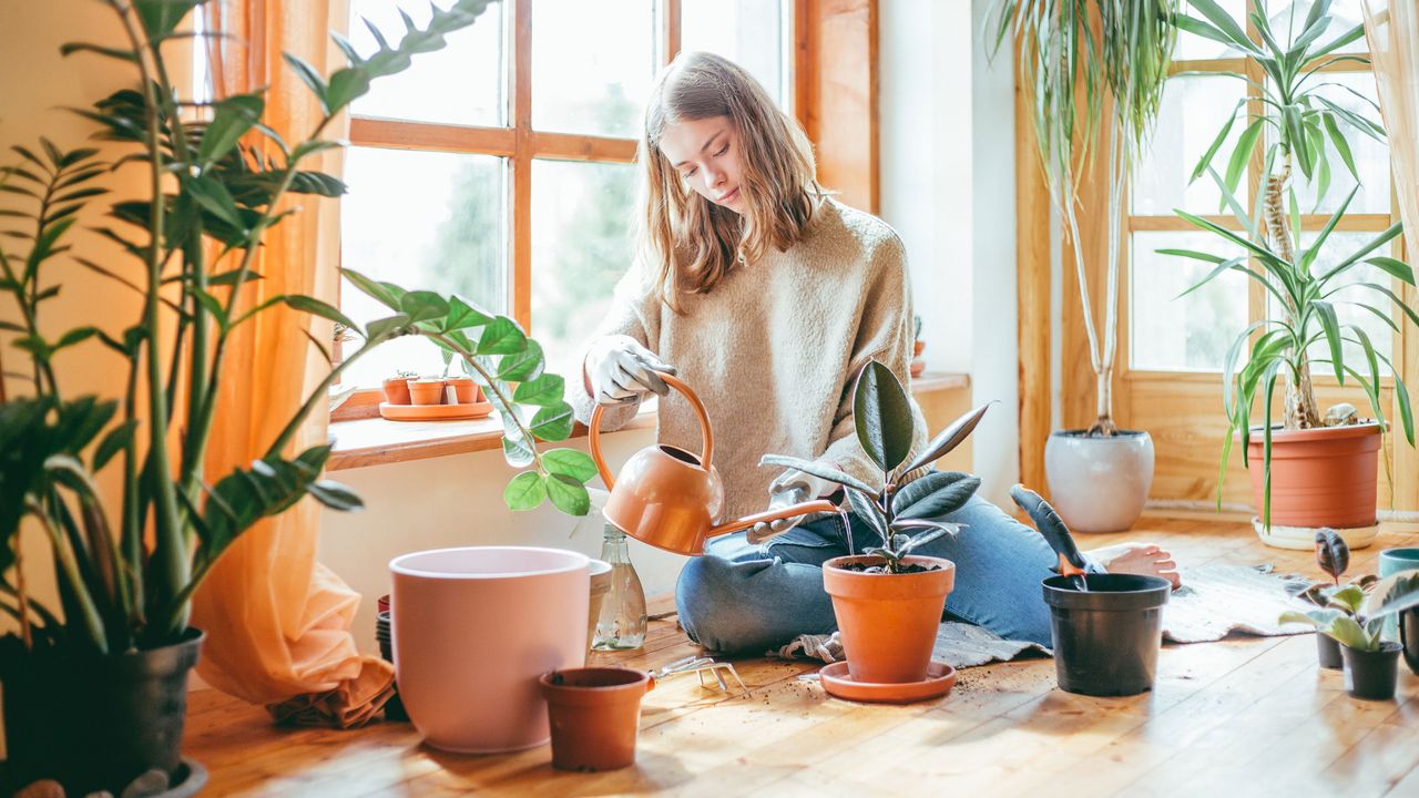 rubber plant propagation