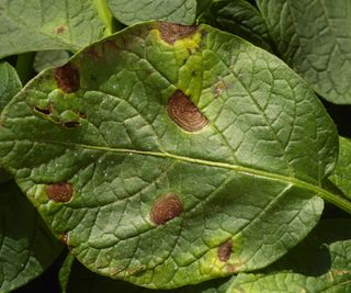 Symptoms of early blight on the leaves of a potato plant
