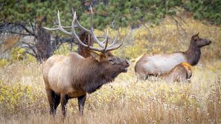Elk at Rocky Mountain National Park, Colorado, USA