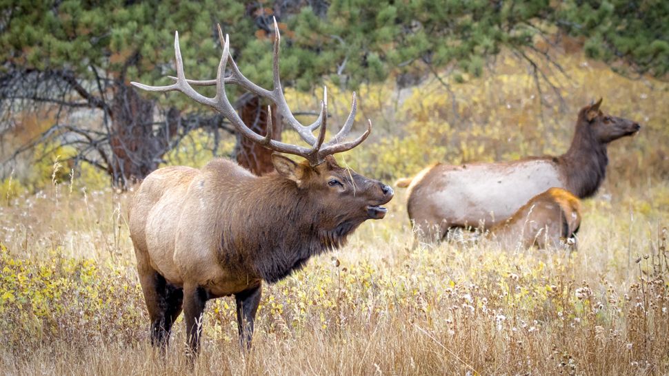 Angry bull elk gives Careless Colorado tourist an instant wildlife ...