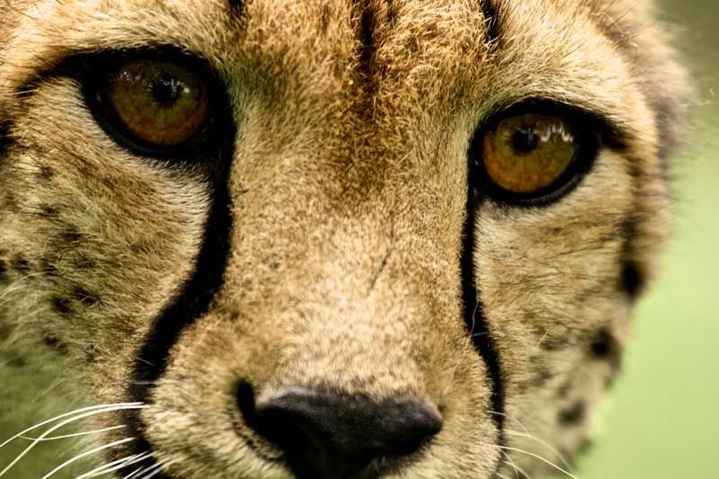 A close-up of a cheetah in the wild.